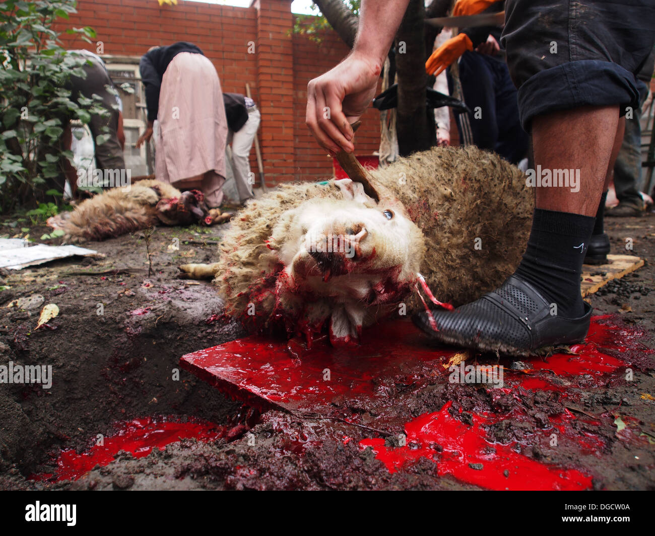 Opfer des Arbeitsspeichers während der Feier des Al-Adha Stockfoto
