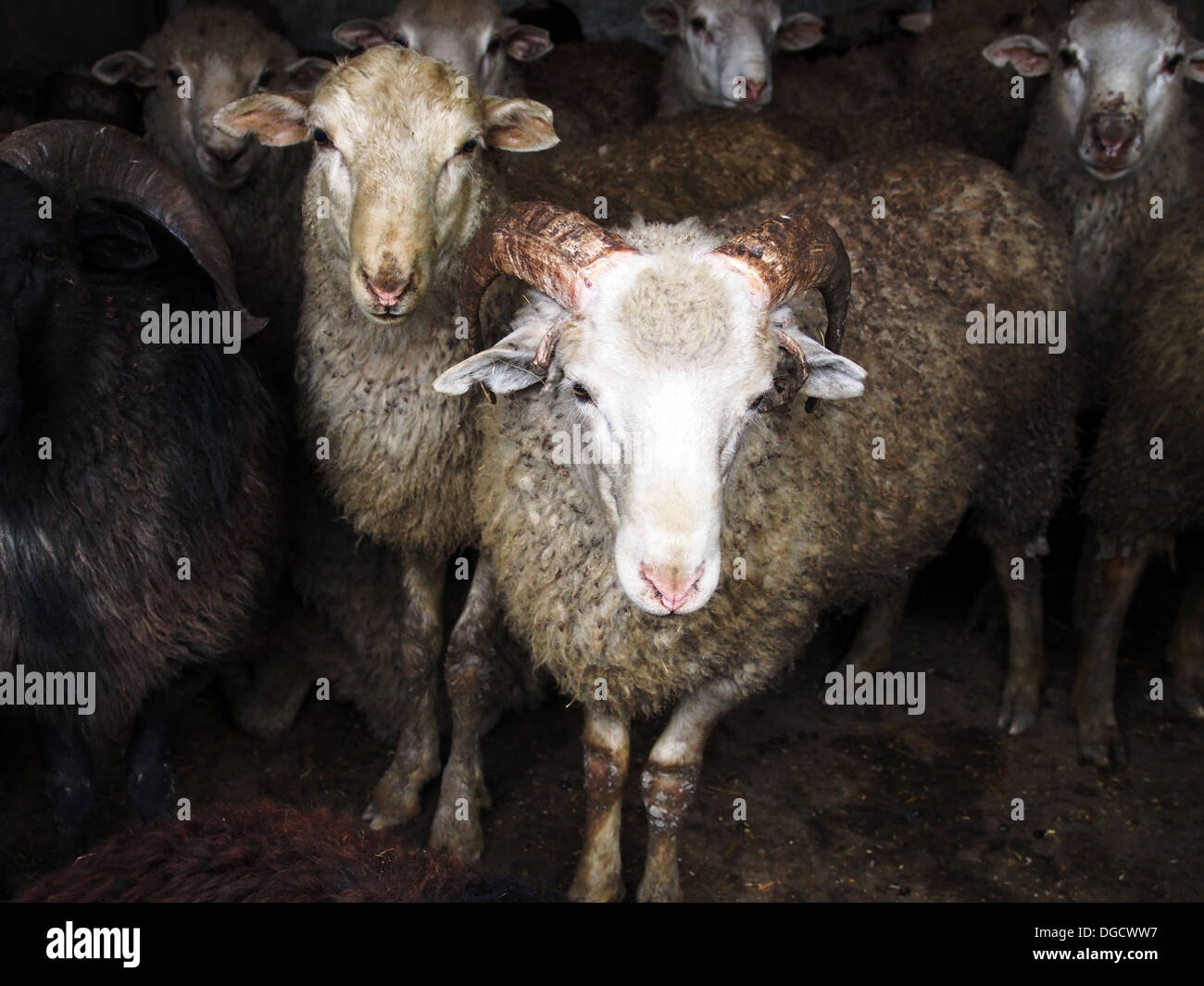 RAM für Opfer während der Feier des Al-Adha Stockfoto