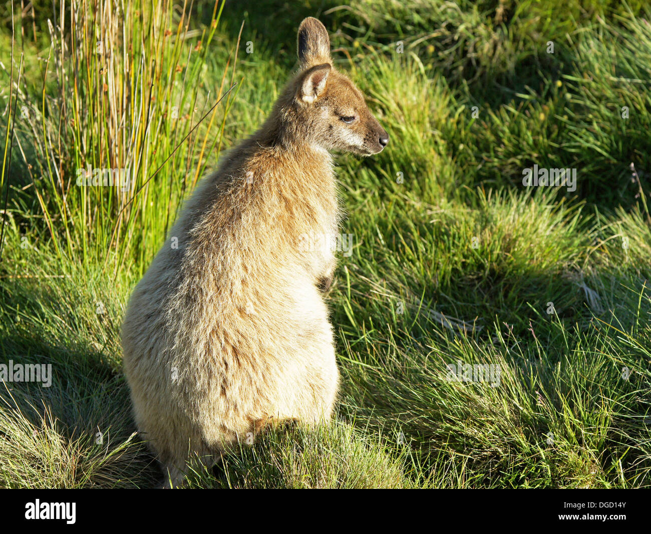 Bennett Wallaby (Macropus Rufogriseus), wurde in Tasmanien, Australien Foto aufgenommen. Stockfoto