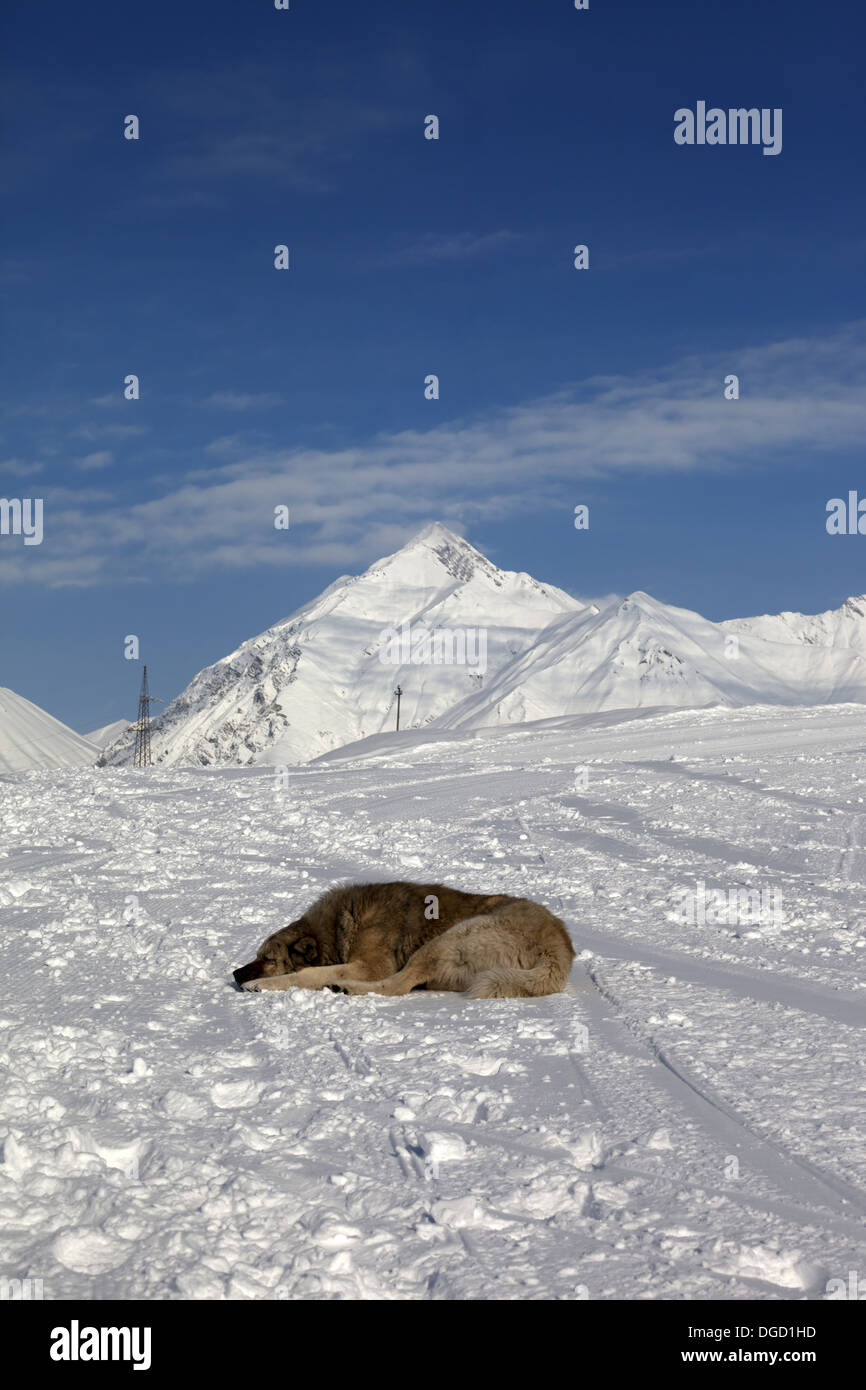Hund schläft auf der Skipiste. Kaukasus, Georgien, Skigebiet Gudauri. Stockfoto