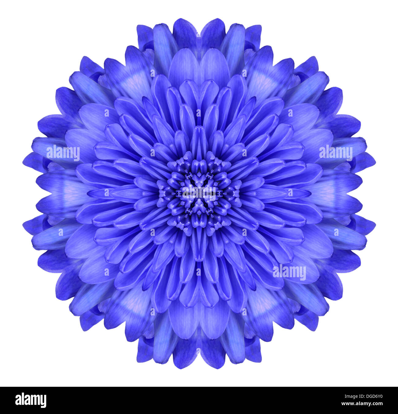 Blaue Mandala Chrysantheme Blume Kaleidoskop, Isolated on White Background Stockfoto