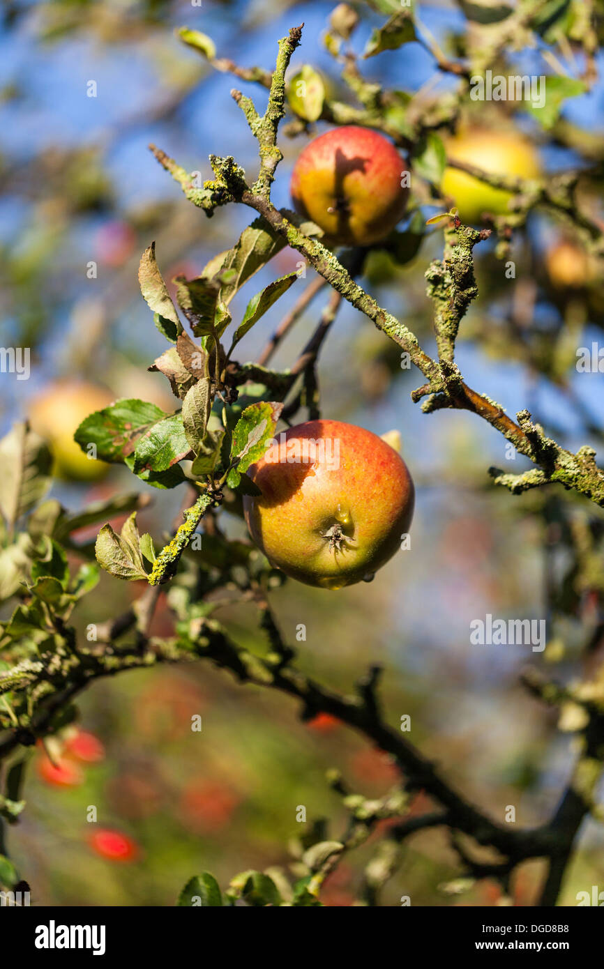 Cox Äpfel hängen am Baum Zweige Stockfoto