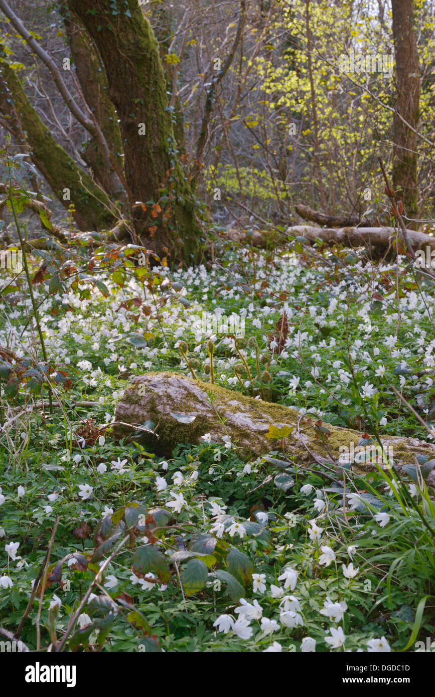 Anemone Nemorosa, Holz Anemonen decken den Boden im alten Wald mit lichten Schatten von Laubbäumen, Wales, UK Stockfoto