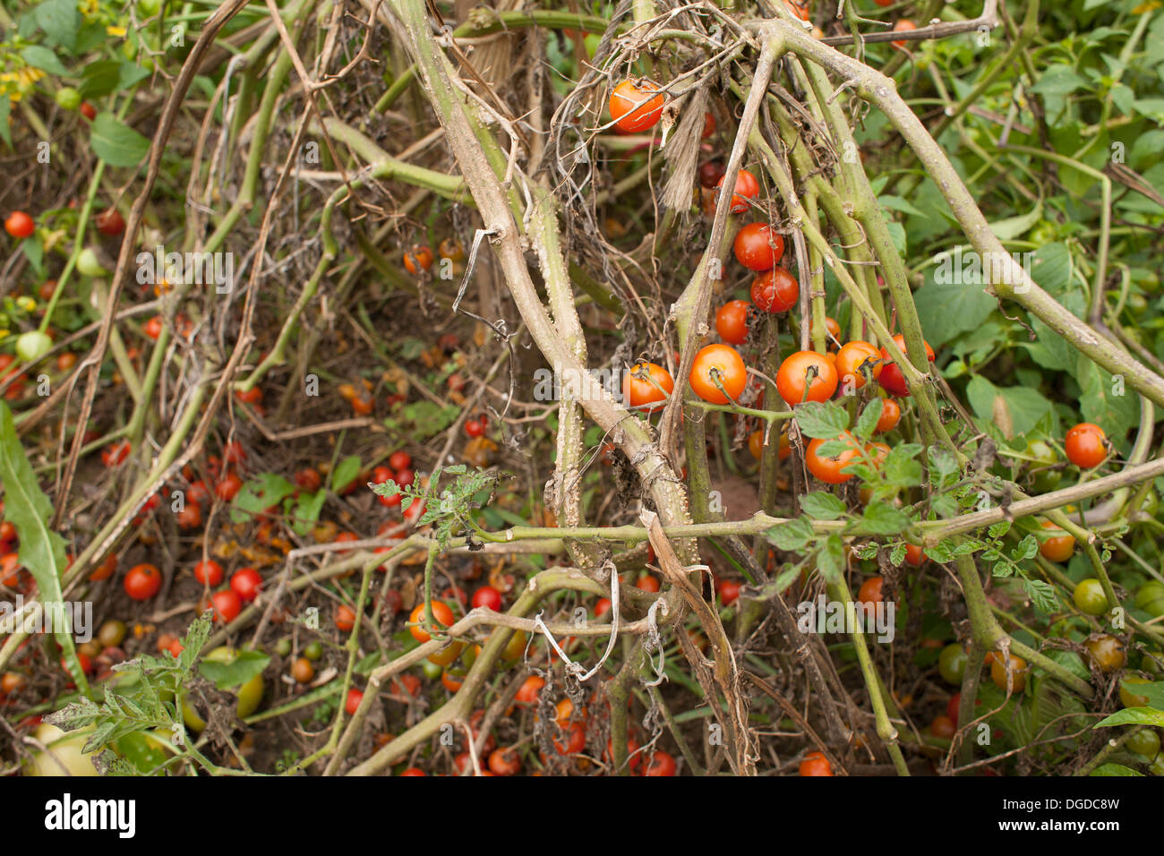 Spät in der Saison sind die Tomaten links, um im Garten zu verrotten. Stockfoto