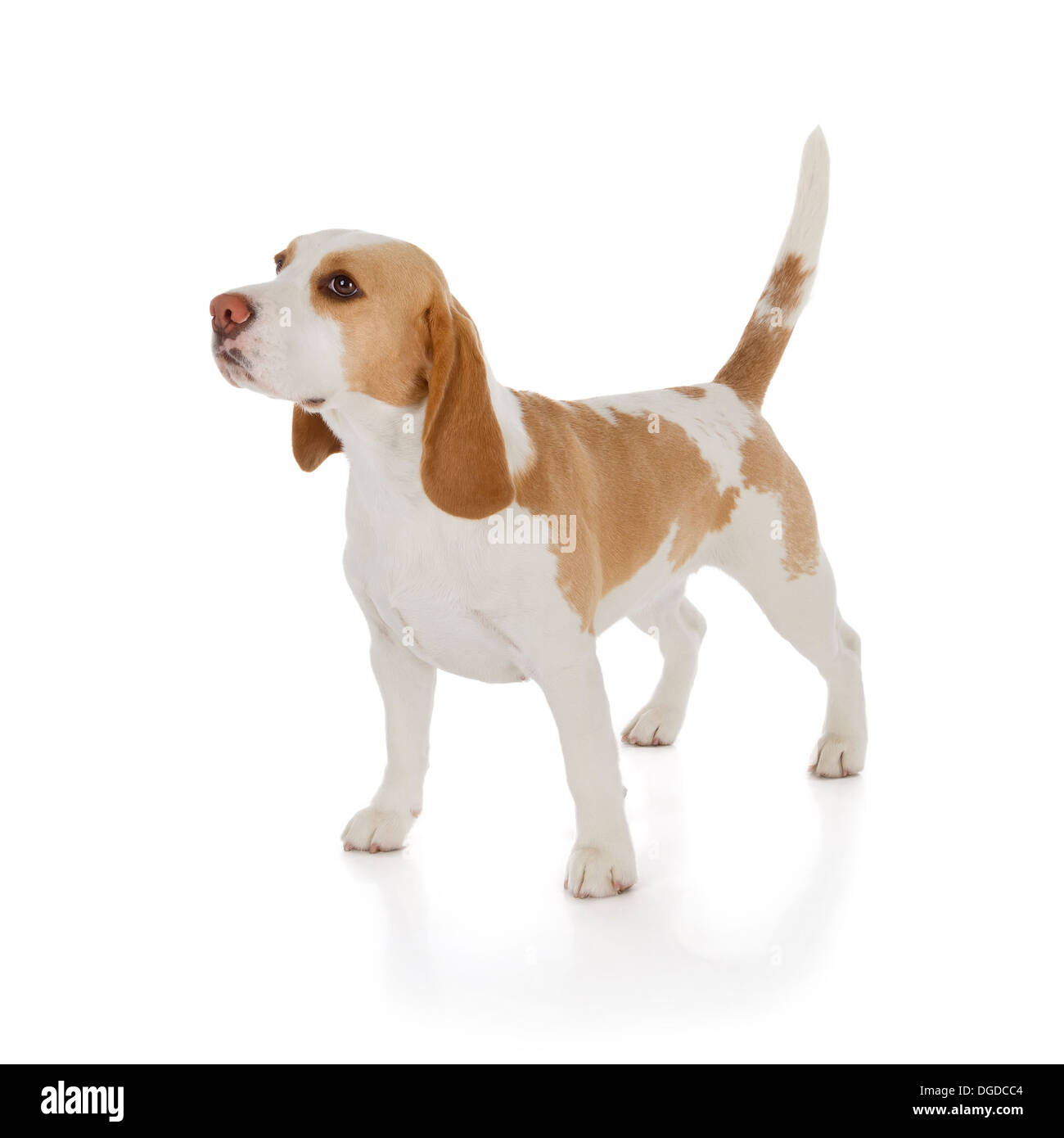 süße Beagle Hund isoliert auf weißem Hintergrund Stockfoto