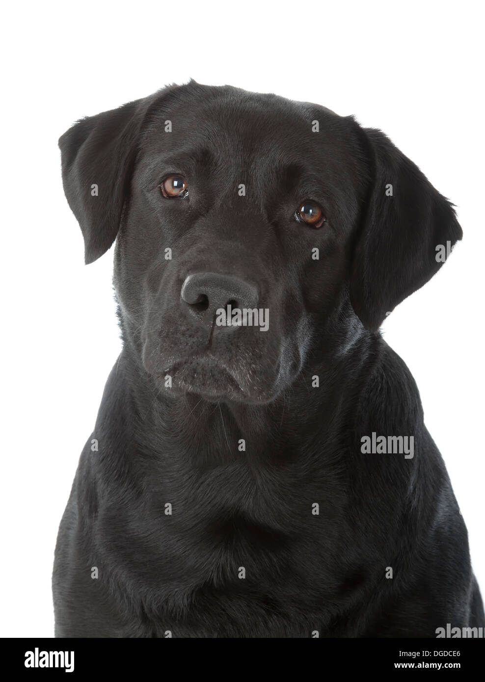 schwarzer Labrador Retriever Hund auf weißem Hintergrund Stockfoto