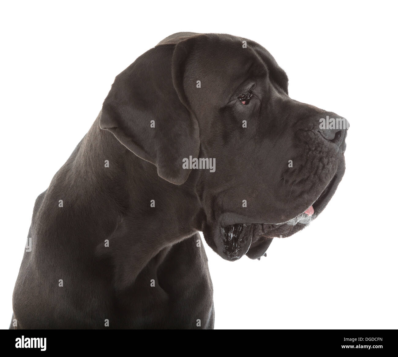 Schwarze Deutsche Dogge Hund isoliert auf weißem Hintergrund Stockfoto