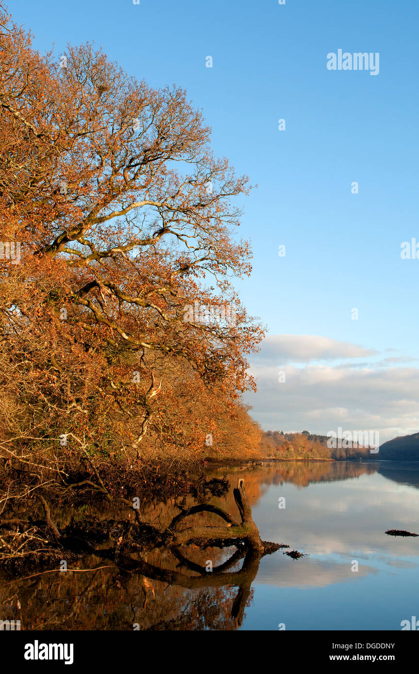 Frühen Herbstmorgen am Fluss Tresillian in der Nähe von Truro in Cornwall, Großbritannien Stockfoto