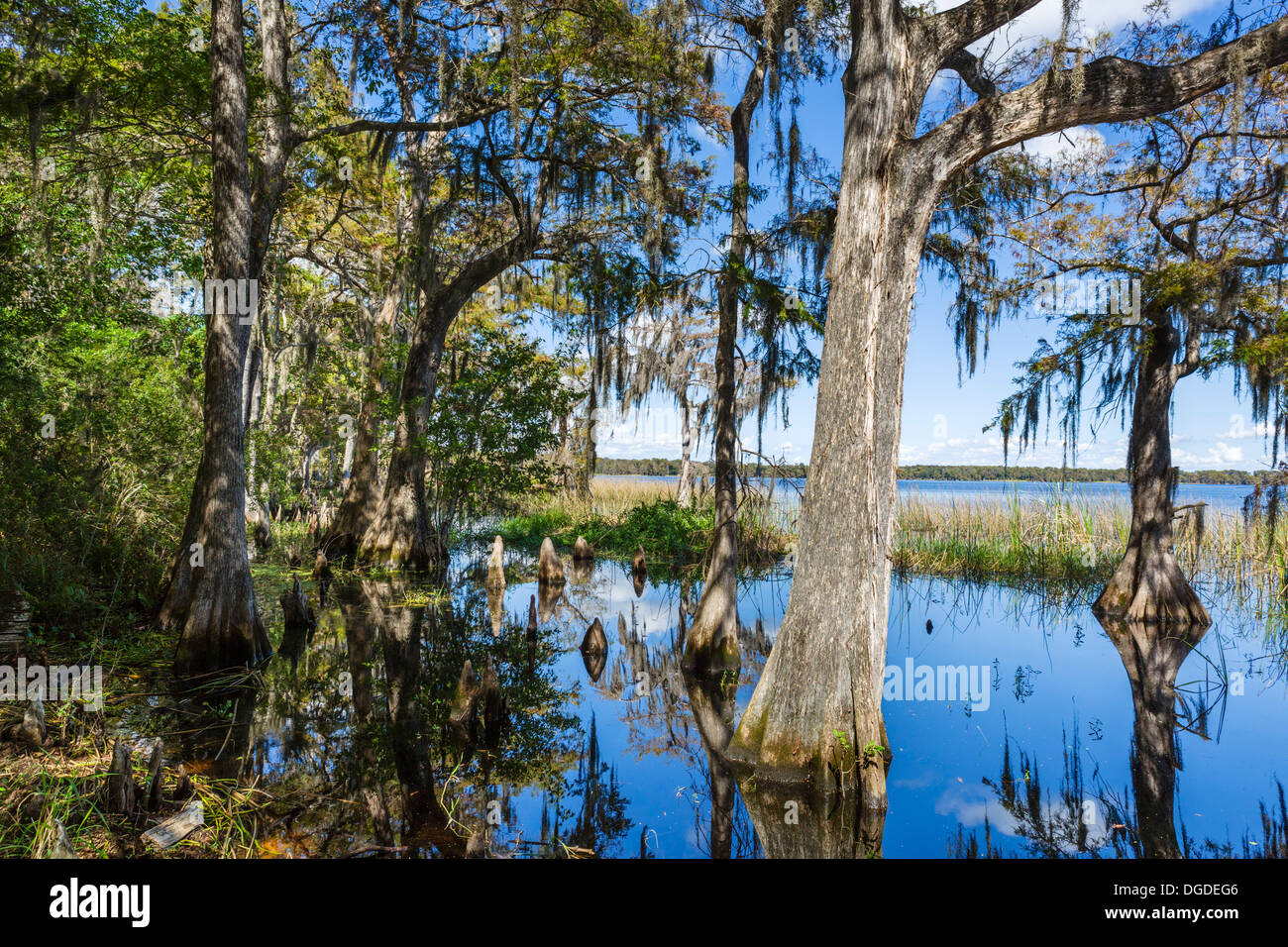 Lake Russell auf der Nature Conservancy Disney Wildschutzgebiet, Poinciana, Kissimmee, in der Nähe von Orlando, Zentral-Florida, USA Stockfoto