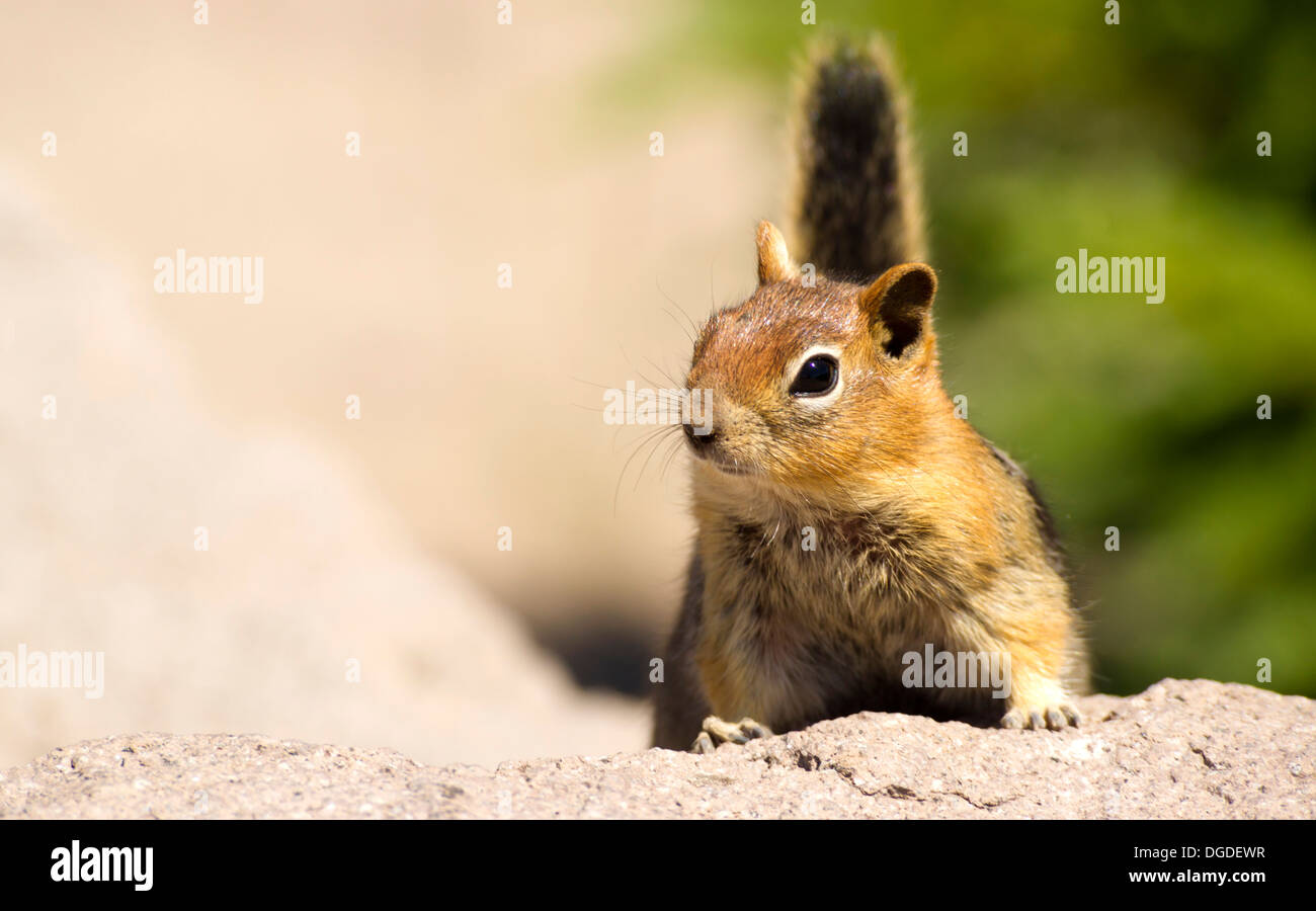 Ein schnell bewegenden Streifenhörnchen hält nur für eine Sekunde zu seinen nächsten Schritt überlegen Stockfoto