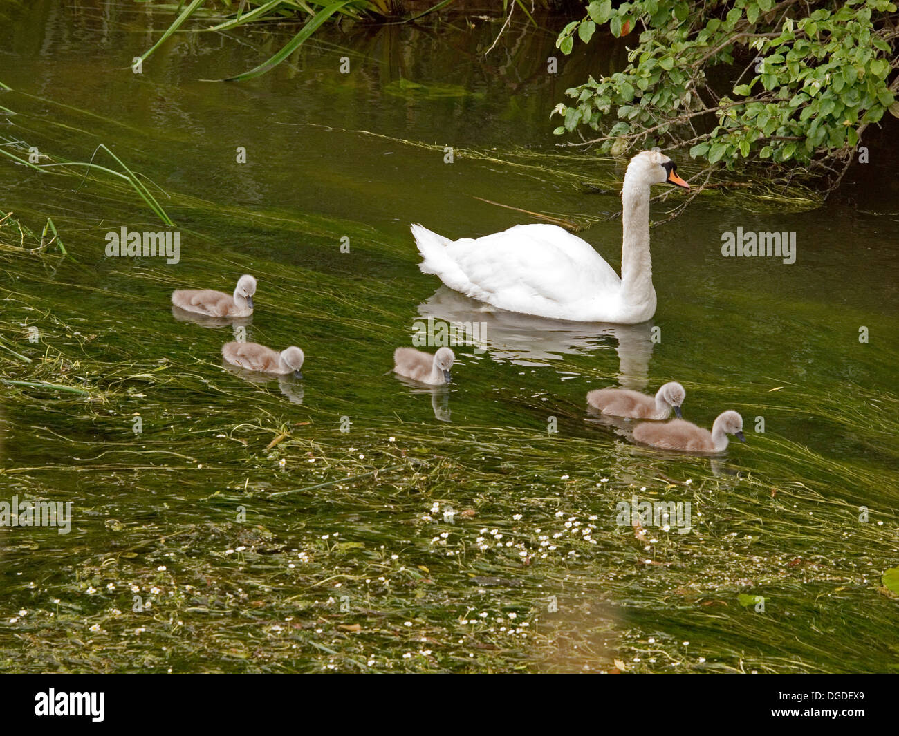 Höckerschwan mit cygnets Stockfoto