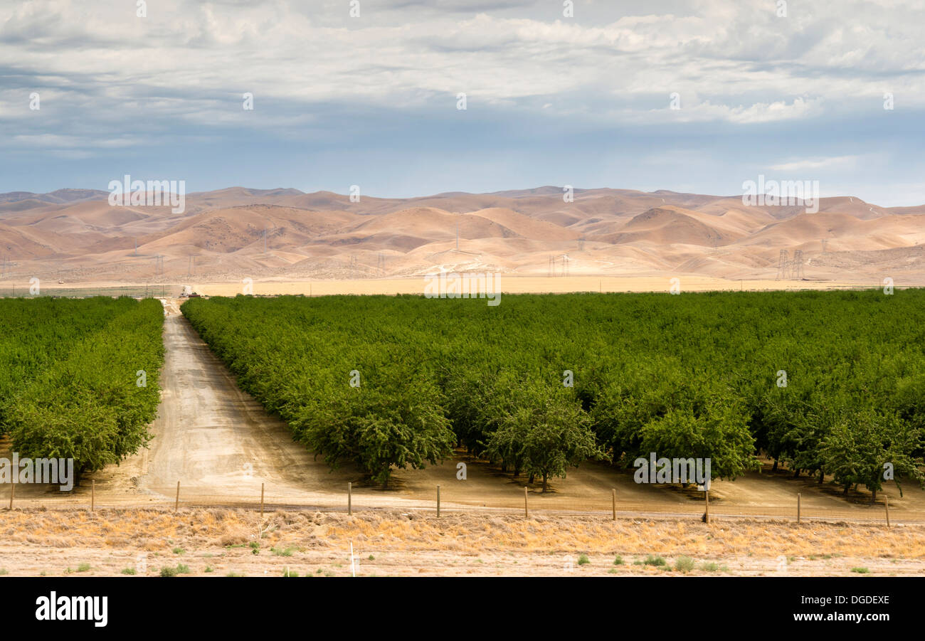 Ein Obstgarten sieht sehr gesund in der Californai Landschaft Stockfoto