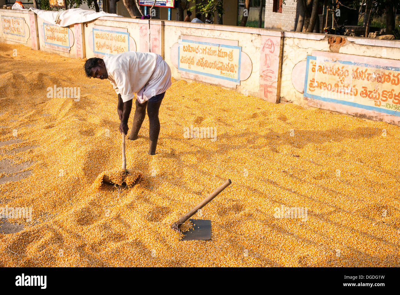 Indischer Mann einsammeln Mais / Mais Körner nach dem Trocknen auf der Straße. Andhra Pradesh, Indien Stockfoto