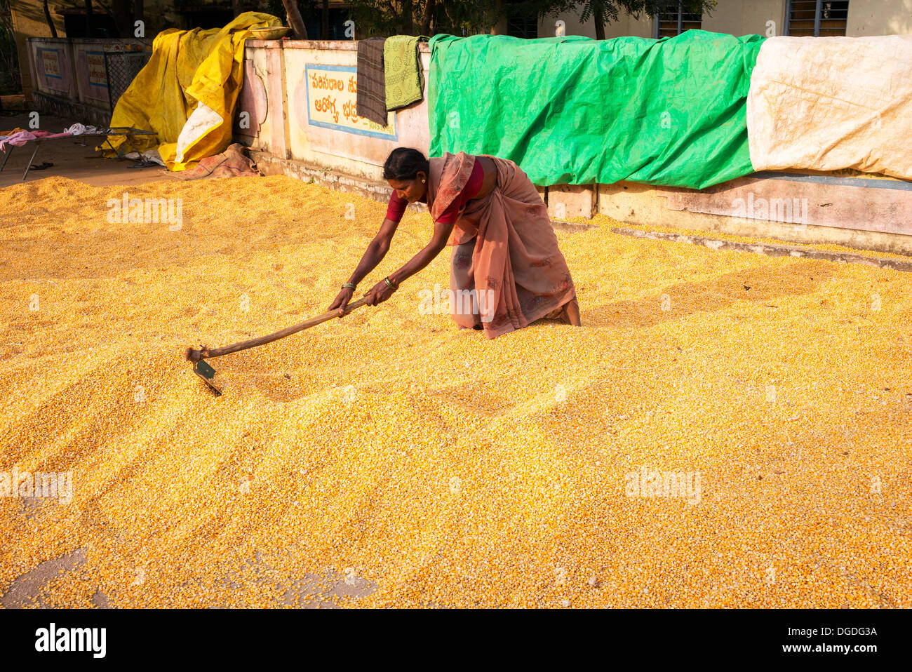 Indische Frau einsammeln Mais / Mais Körner nach dem Trocknen auf der Straße. Andhra Pradesh, Indien Stockfoto