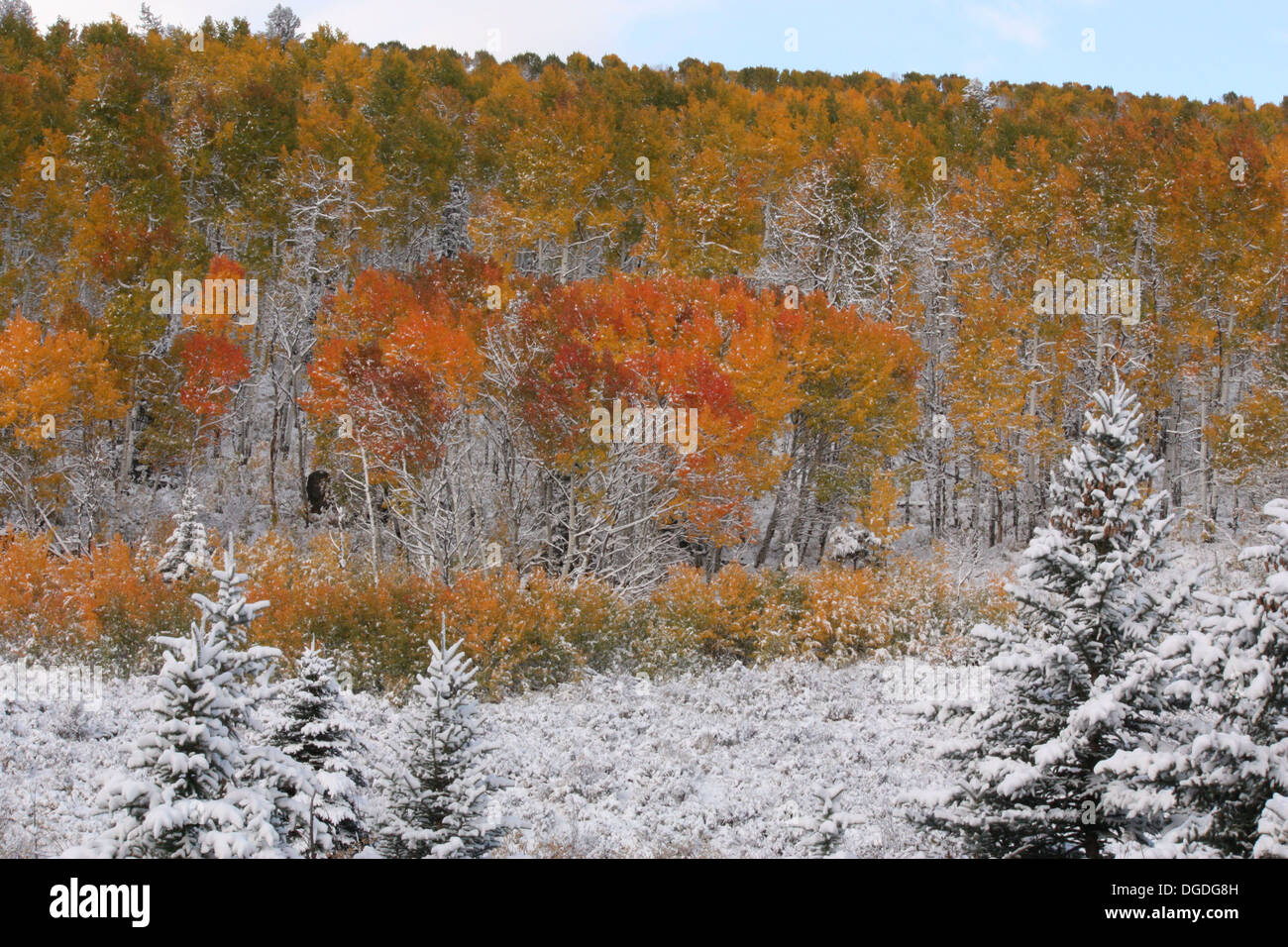 Winter trifft Herbst sich in den Rocky Mountains Stockfoto