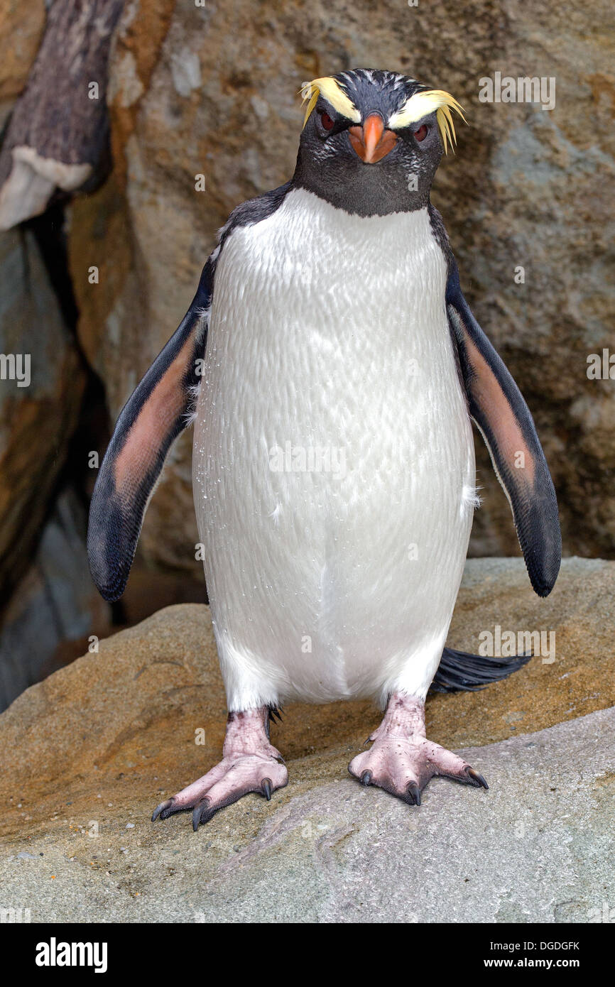 Fiordland crested Pinguin Eudyptes Pachyrhynchus G.R Gray, 1845 Stockfoto