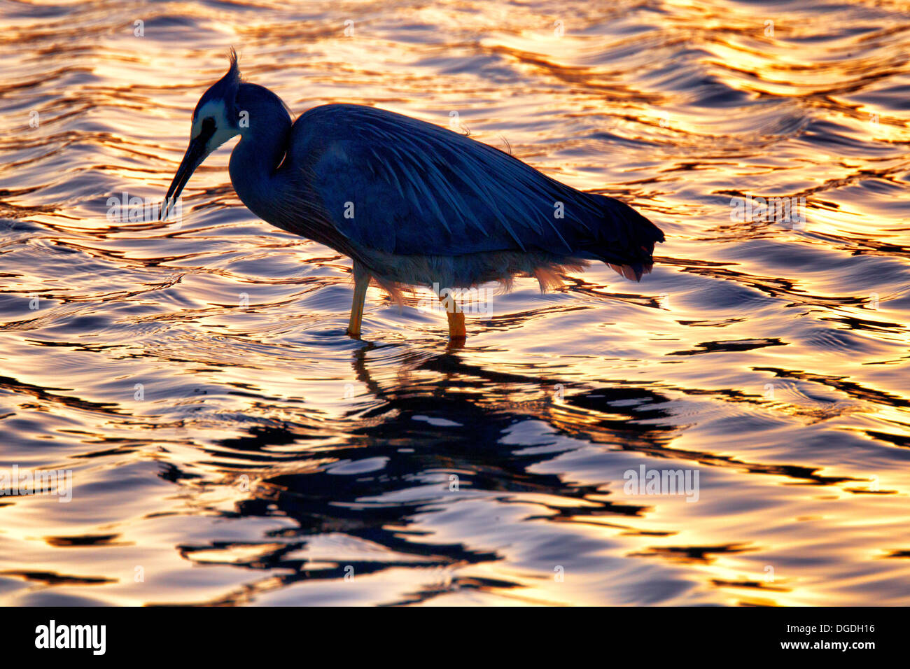 White-faced Reiher, Egretta Novaehollandiae (Latham, 1790) Stockfoto