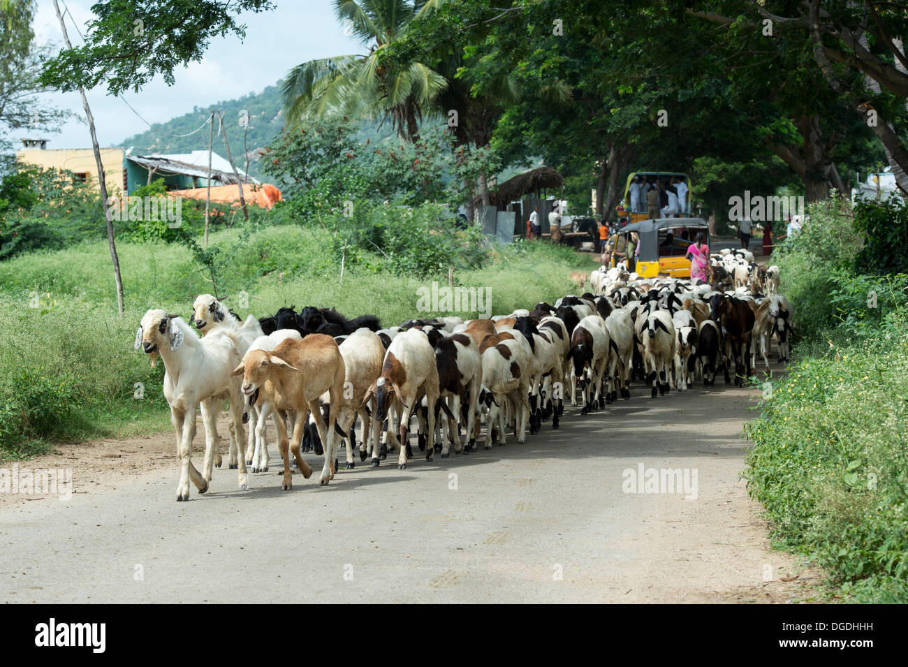 Herding domestizierten Ziegen in der ländlichen indische Gegend, Andhra Pradesh, Indien Stockfoto