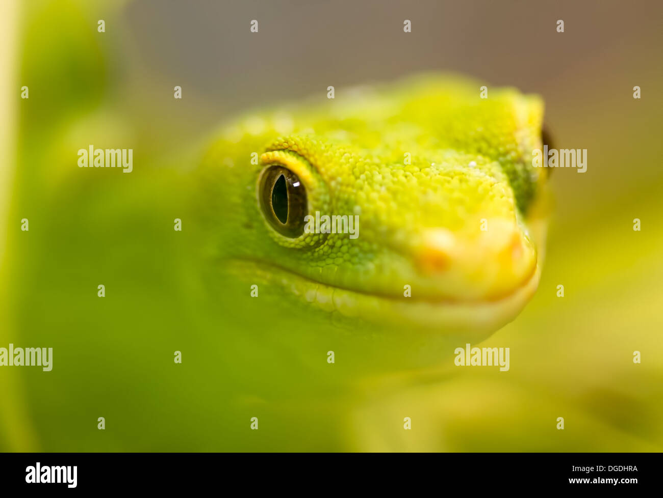 Marlborough grünen Gecko - Naultinus Manukanus, Neuseeland Stockfoto