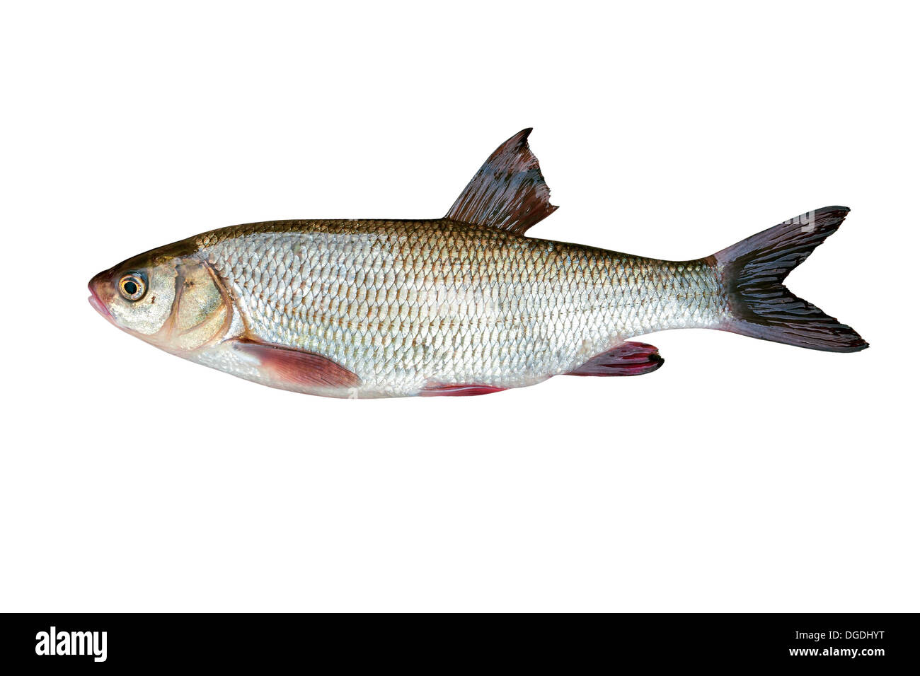 Süßwasserfische Ide auf weißem Hintergrund Stockfoto