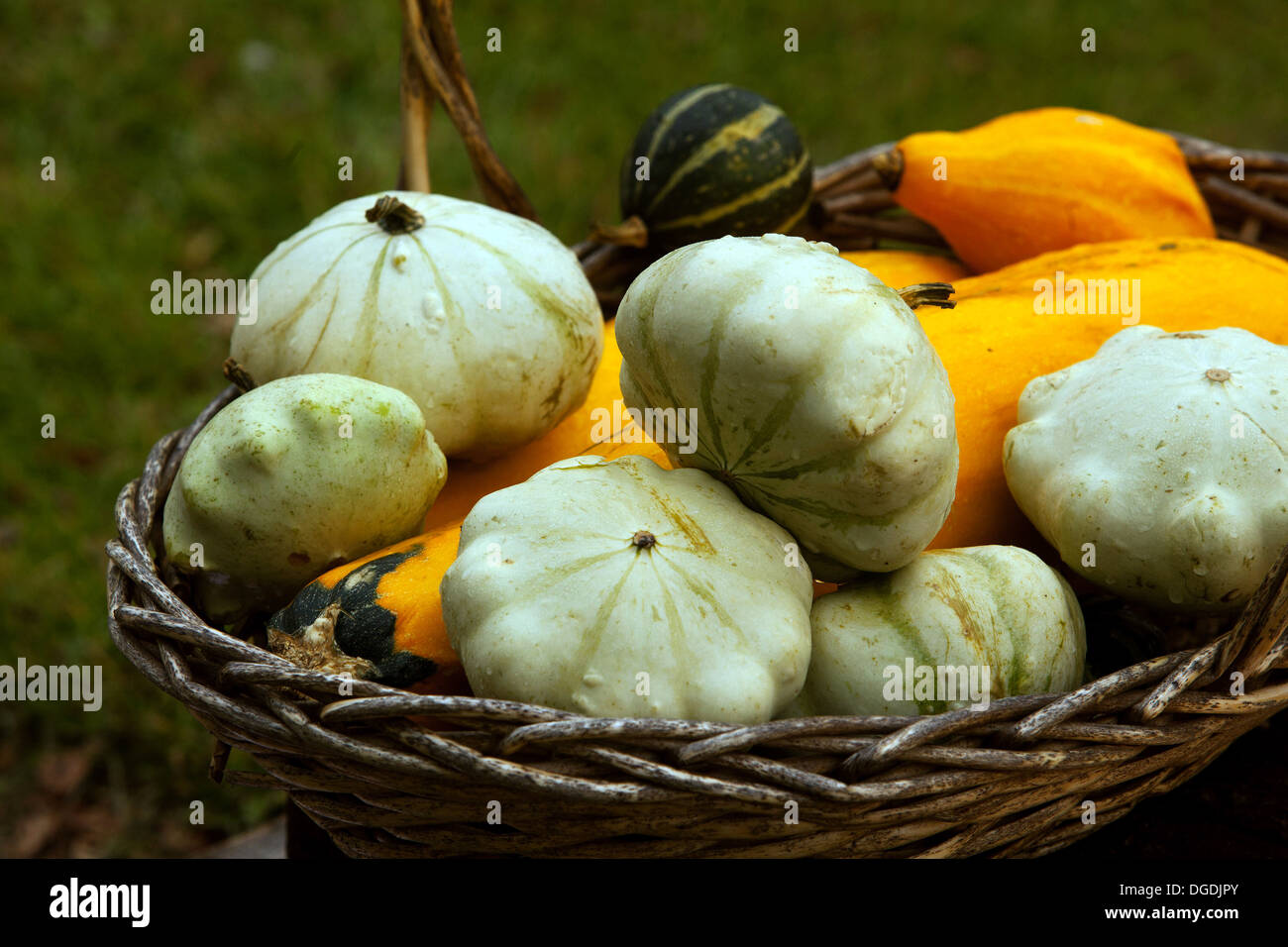 Herbstliche Kürbisse, Ernte Stockfoto