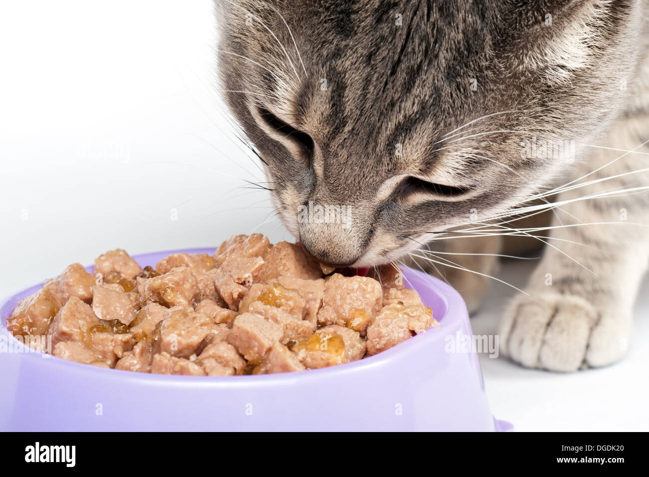 Nahaufnahme der Katze essen aus einer Schüssel Stockfoto