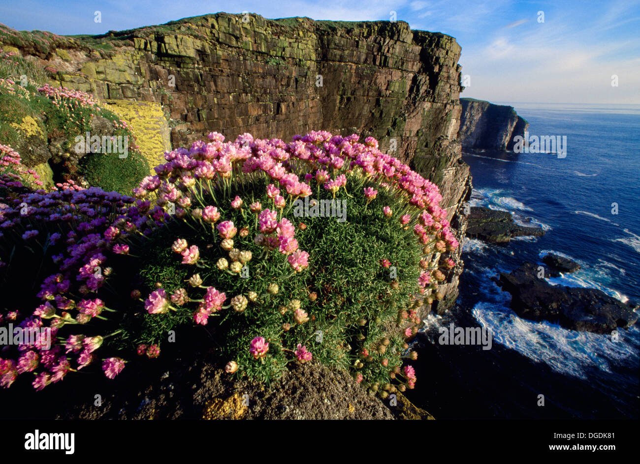 Meer Sparsamkeit (Armeria Maritima), Handa Island, Sutherland, Schottland Stockfoto
