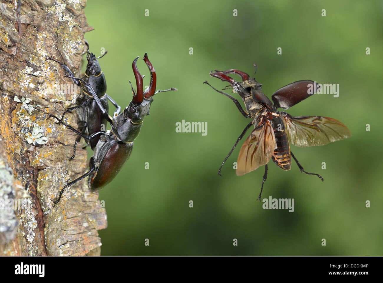 Coleoptera Flying Fotos Und Bildmaterial In Hoher Aufl sung Alamy
