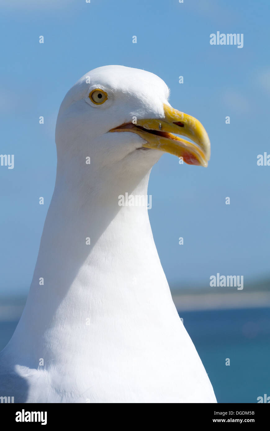 Freundlichen Möwe Vogel hautnah. Stockfoto