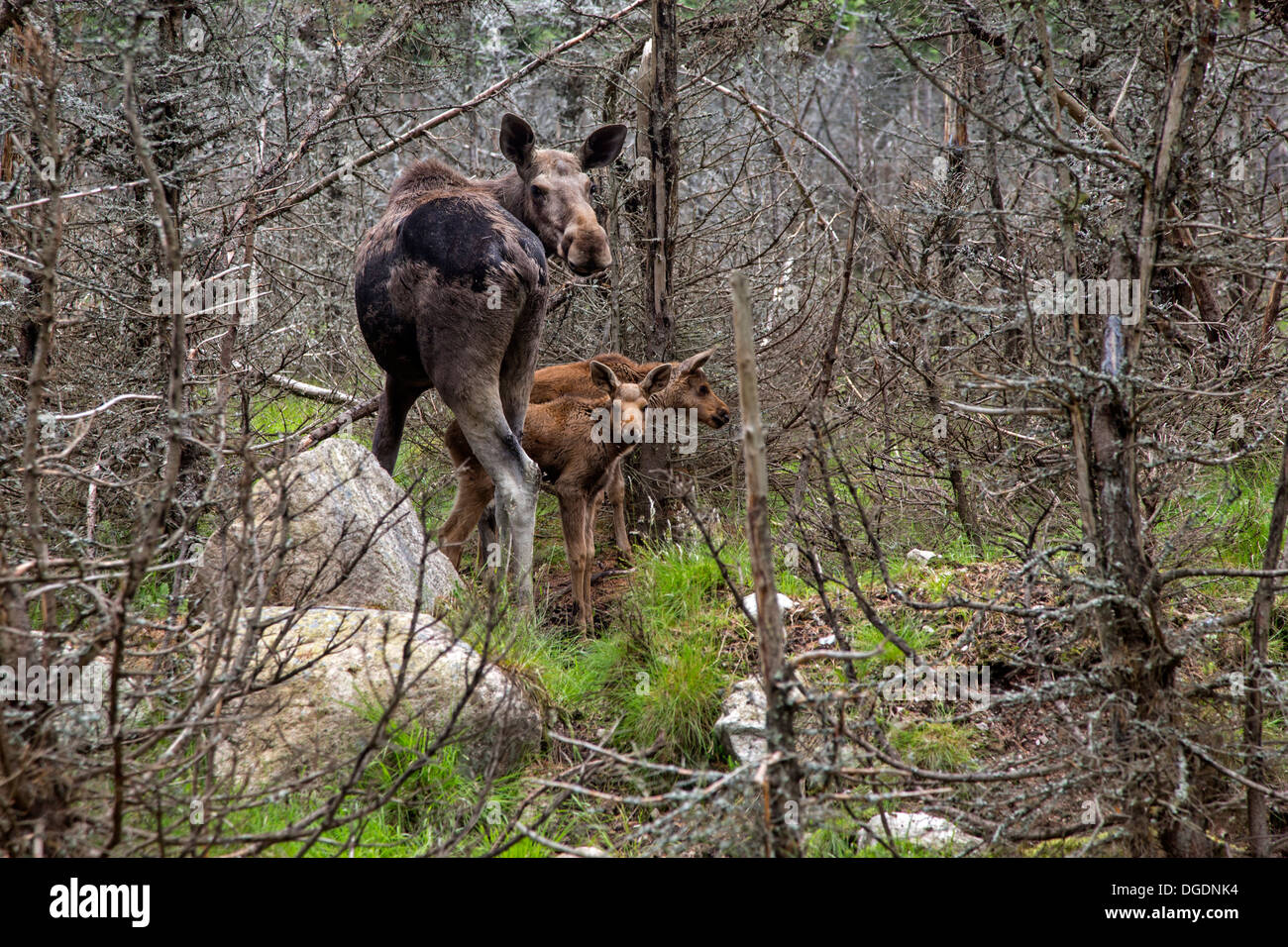 Eurasischen Elch mit Jungtieren, Schweden, Europa / Alces Alces Stockfoto
