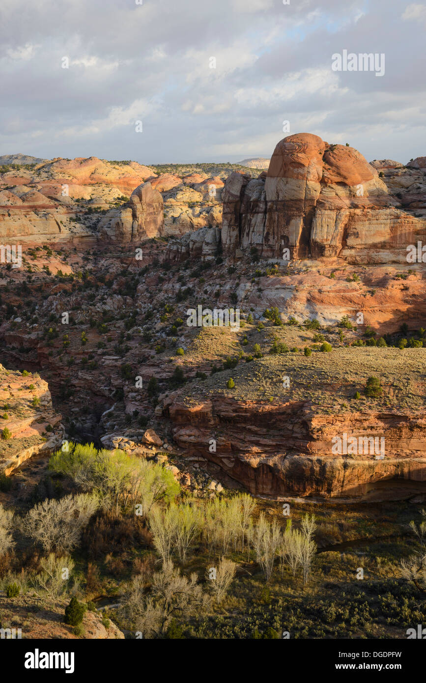 Escalante River Canyon, Grand Treppe Escalante National Monument, Utah, USA Stockfoto