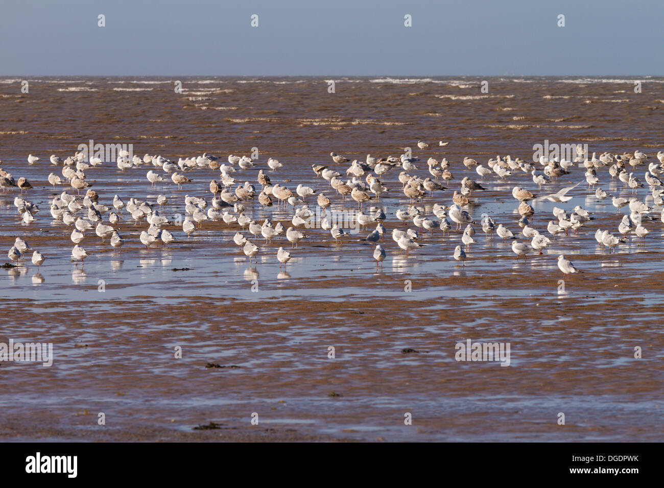 Herde von Watvögeln bei Flut, Hoylake, Wirral Stockfoto