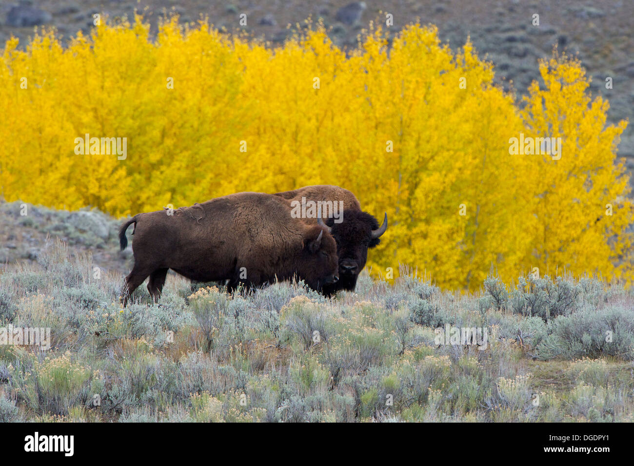 Amerikanische Bisons (Bison Bison) A klassische Yellowstone Image: Bison mit einem Hintergrund der gelben Farbe fallen. Yellowstone, Montana Stockfoto