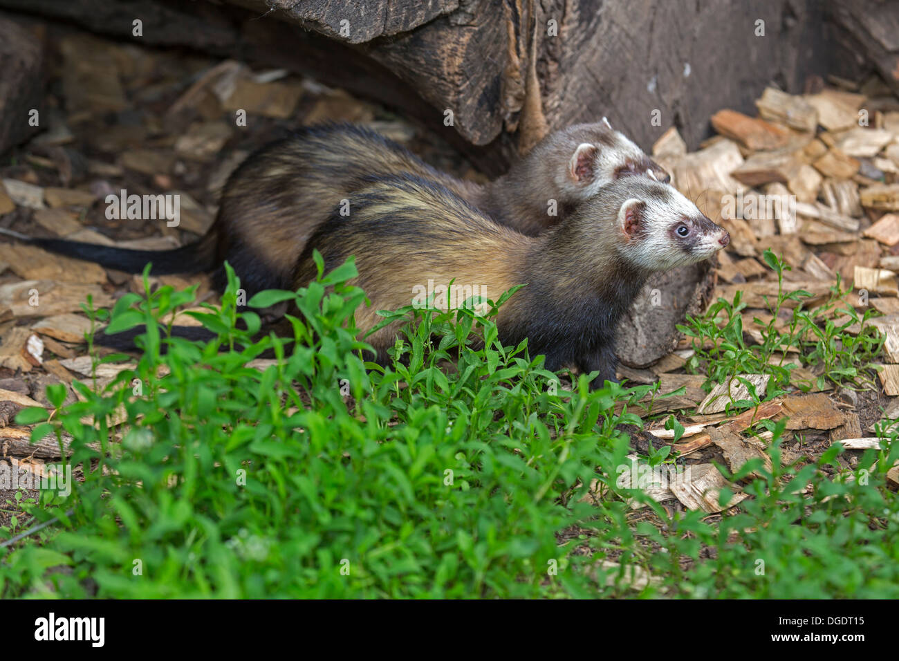 Iltissen / Mustela Putorius Stockfoto