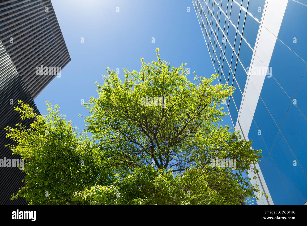 Blick nach oben auf moderne Wolkenkratzer und Bürogebäude in Lamar Street Houston USA Stockfoto