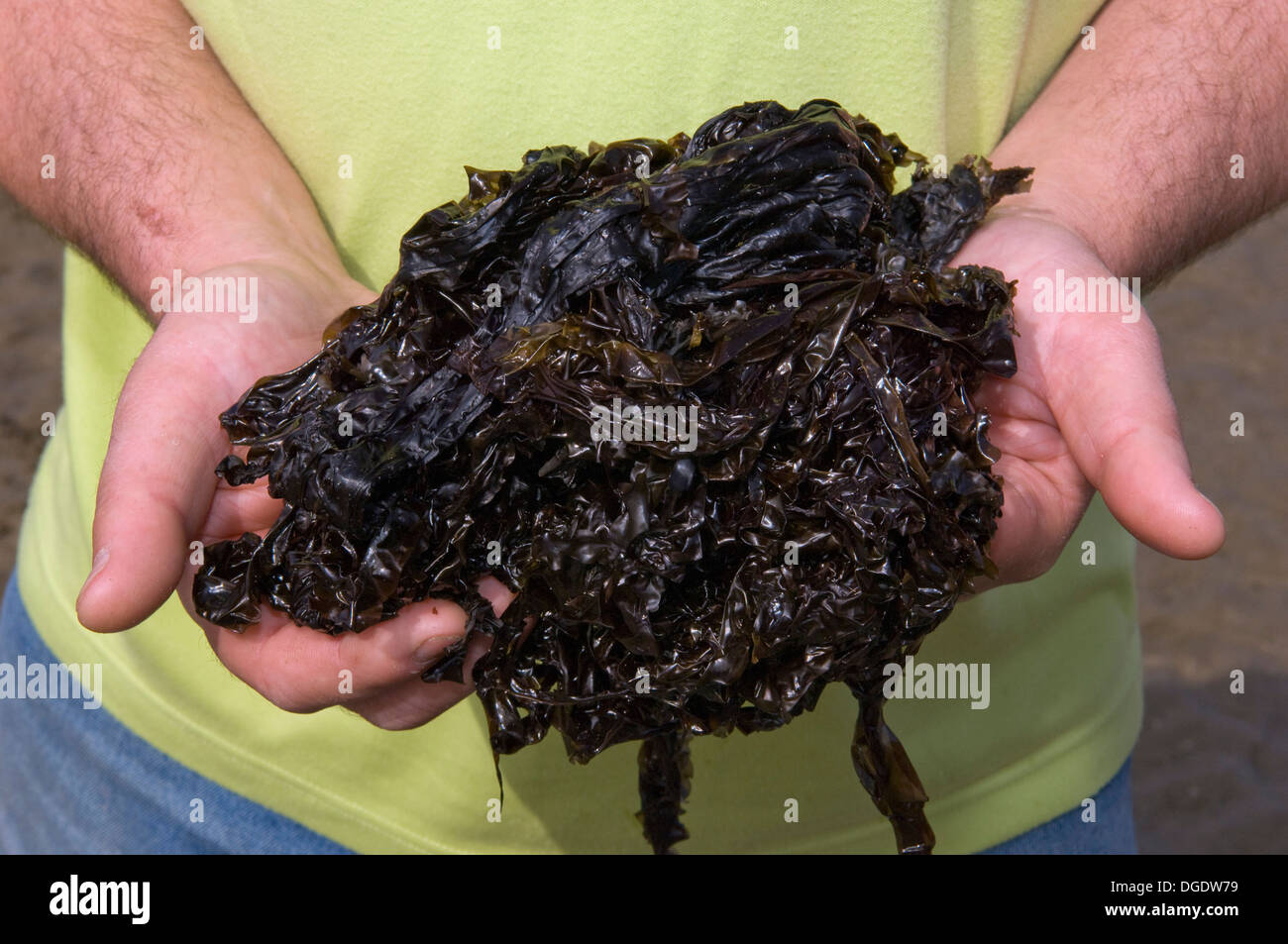 Professionelle forager, Craig Evans, sammeln essbare Algen am Strand newgale, West Wales, UK, die zum Kochen verwendet wird. Ein britisches Essen Stockfoto