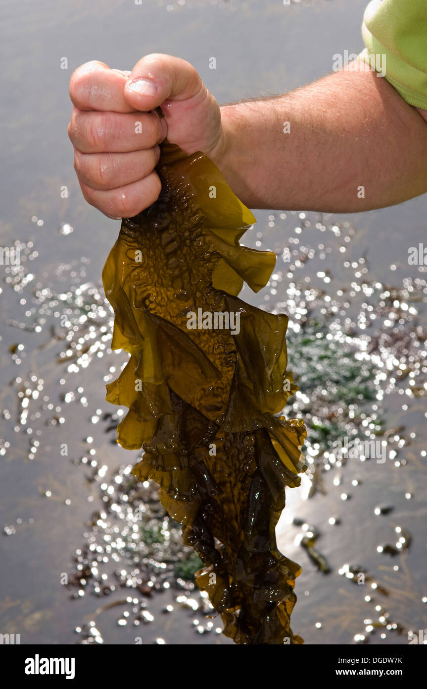 Professionelle forager, Craig Evans, sammeln essbare Algen am Strand newgale, West Wales, UK, die zum Kochen verwendet wird. Ein britisches Essen Stockfoto