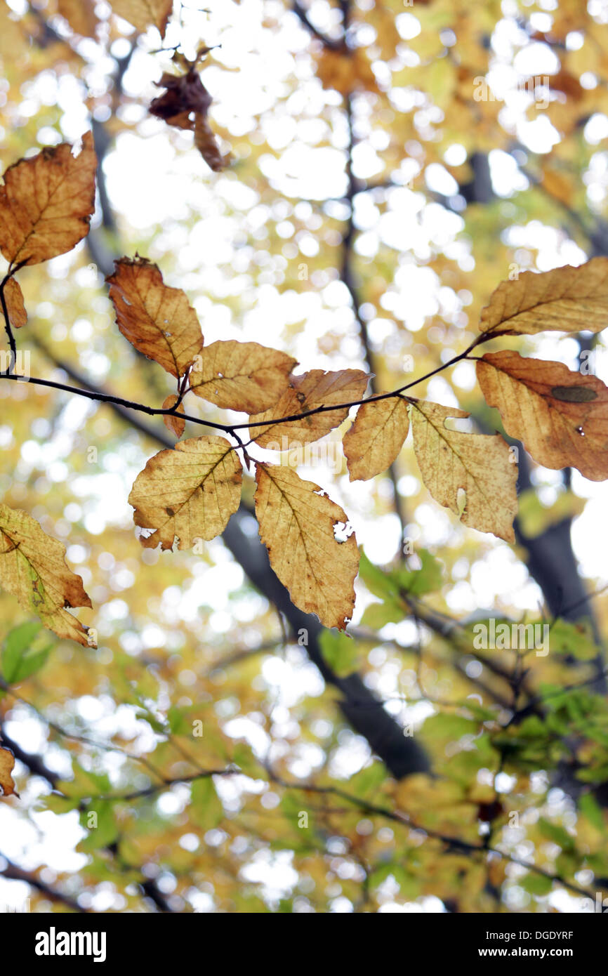 Gelbe Blätter in einen Buchenwald Stockfoto