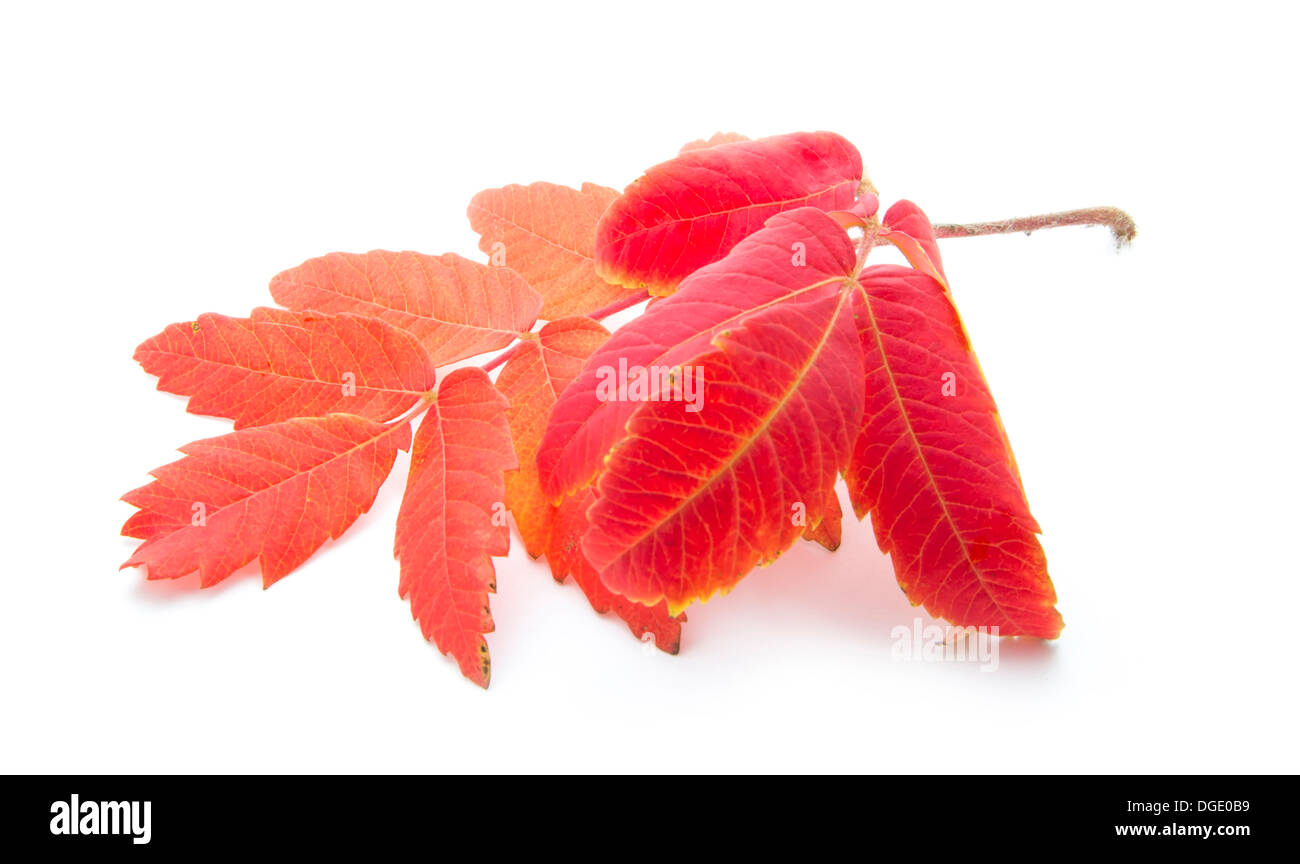 roter Herbst Blatt isoliert auf weißem Hintergrund Stockfoto