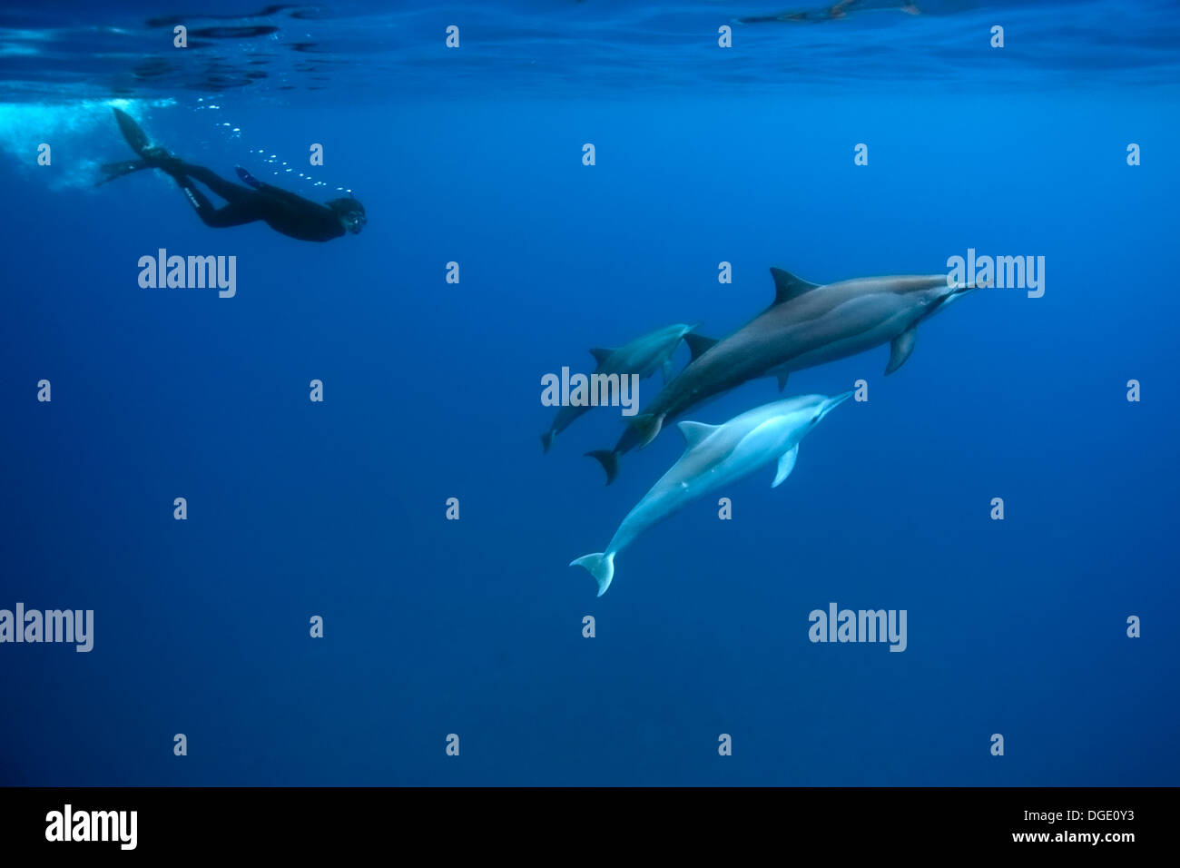 Spinner-Delfine, Stenella Longirostris und Freitaucher, Big Island, Hawaii, USA Stockfoto