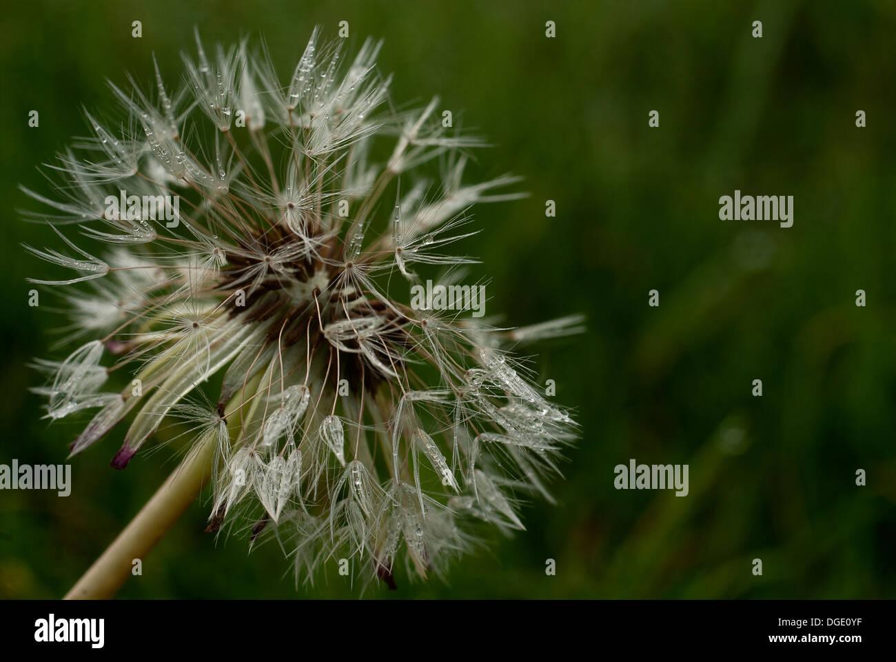 Nahaufnahme Foto ein Löwenzahn, mit Wassertropfen Stockfoto