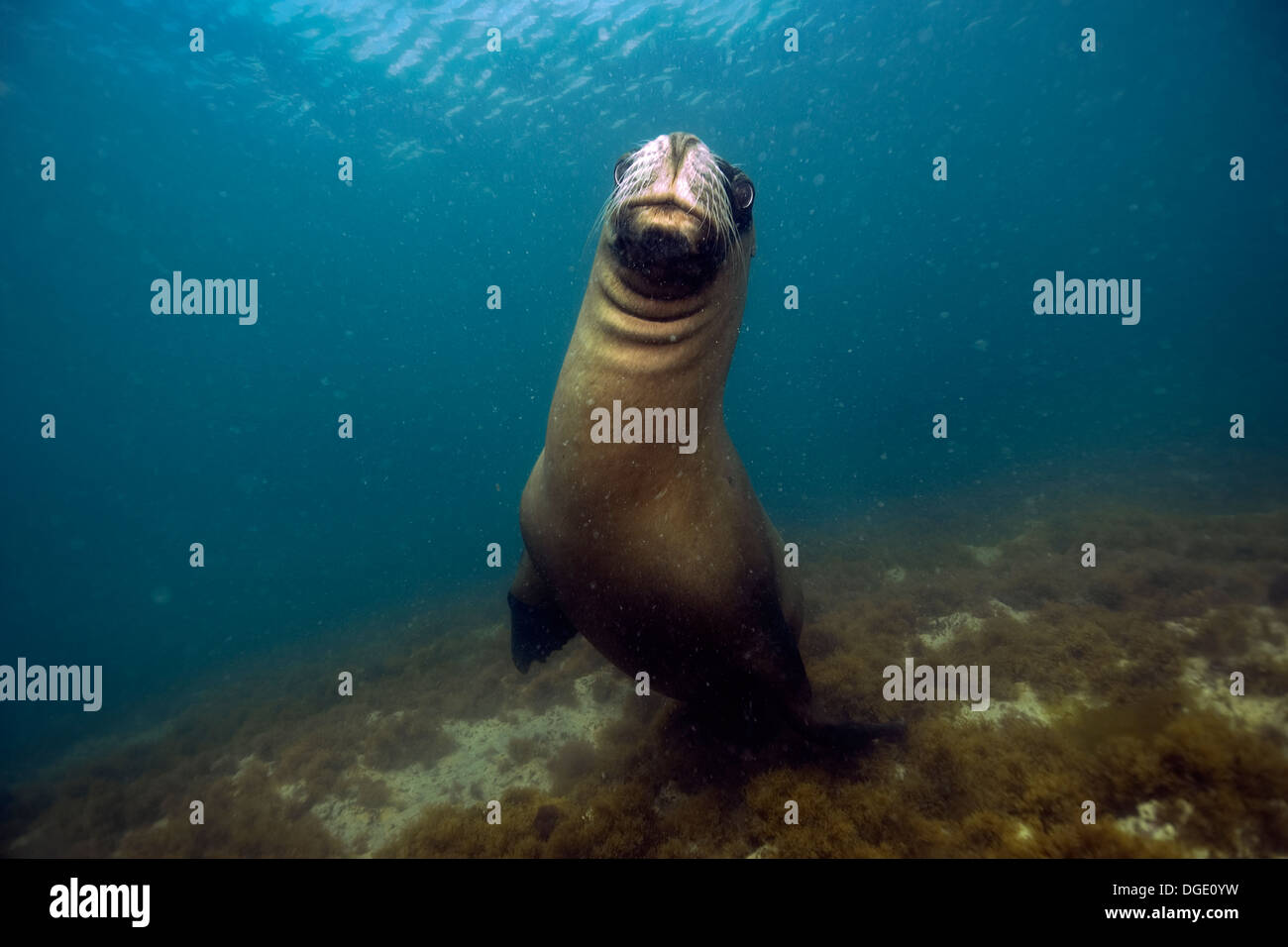 Seelöwen, Otaria Flavescens, Punta Loma, Puerto Madryn, Chubut, Patagonien, Argentinien Stockfoto