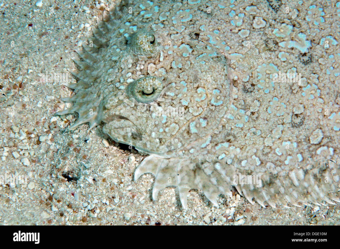 Peacock Flunder, Bothus Mancus, Nukuione Insel, aus Mata ' Utu, Wallis Insel, Wallis & Futuna, South Pacific Stockfoto