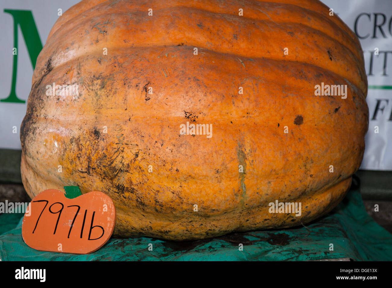 Giant Pumpkin Competition Southport, Großbritannien. Oktober 2013. 797 lb der schwerste beim „Mere Brow Giant Pumpkin Competition“. Die Veranstaltung markiert das 19. Jahr der Veranstaltung und sammelt wie immer so viel Geld wie möglich für wohltätige Zwecke. RIESIGE Kürbisse wurden bei der jährlichen Feier des beliebten Gemüses ausgestellt. Mere Brow ist ein kleines Dorf in Lancashire, England, zwischen Tarleton und Banks. Stockfoto