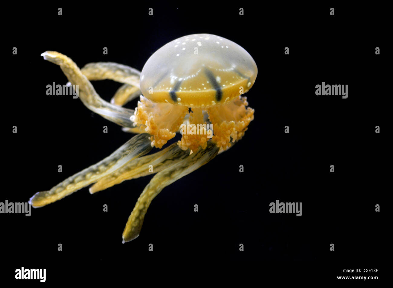 Quallen, Mastigias SP., in Gefangenschaft, Waikiki Aquarium, Oahu, Hawaii, USA Stockfoto