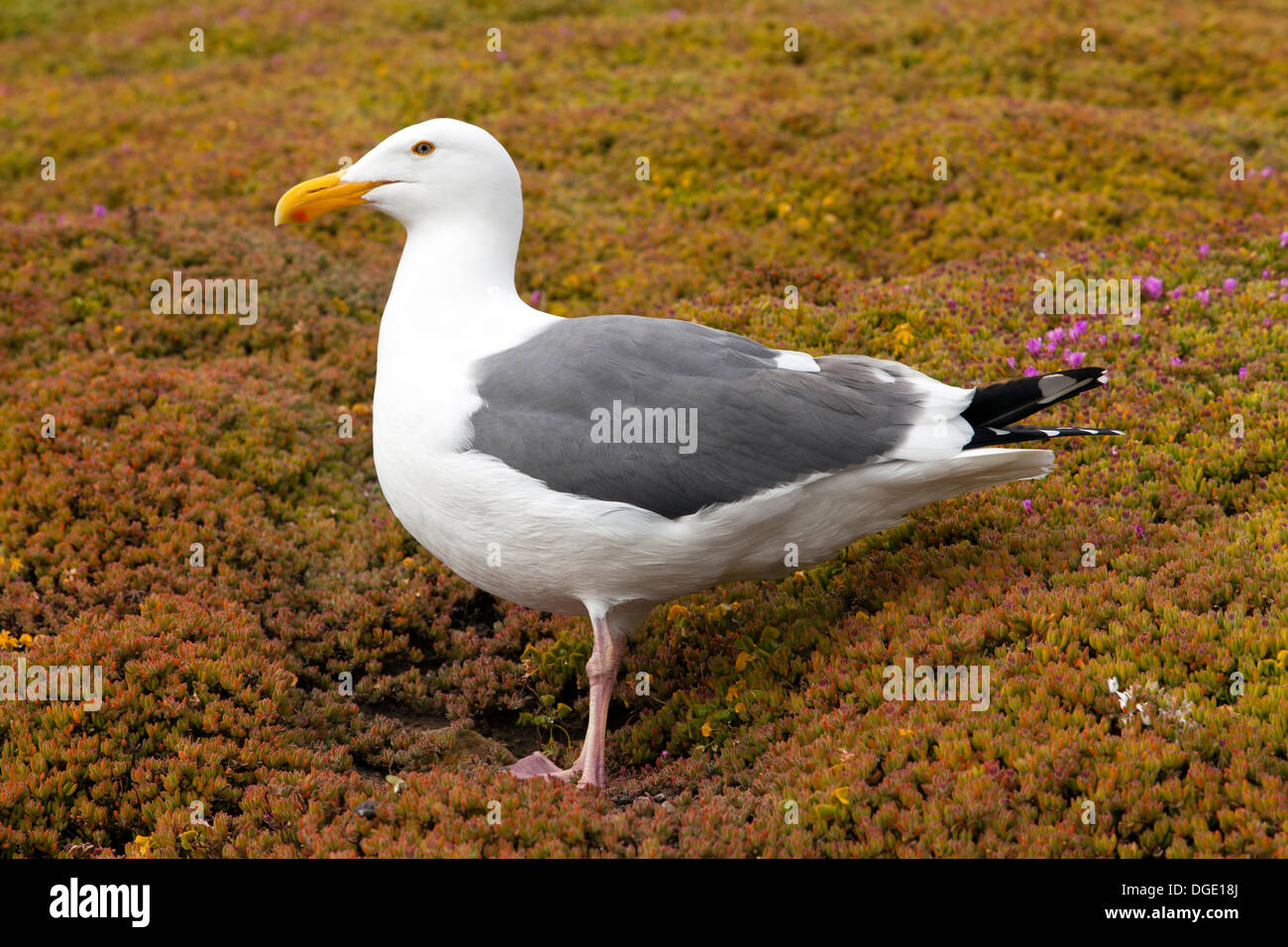 Seagull auf Insel Alcatraz, San Francisco, Kalifornien, USA. Stockfoto