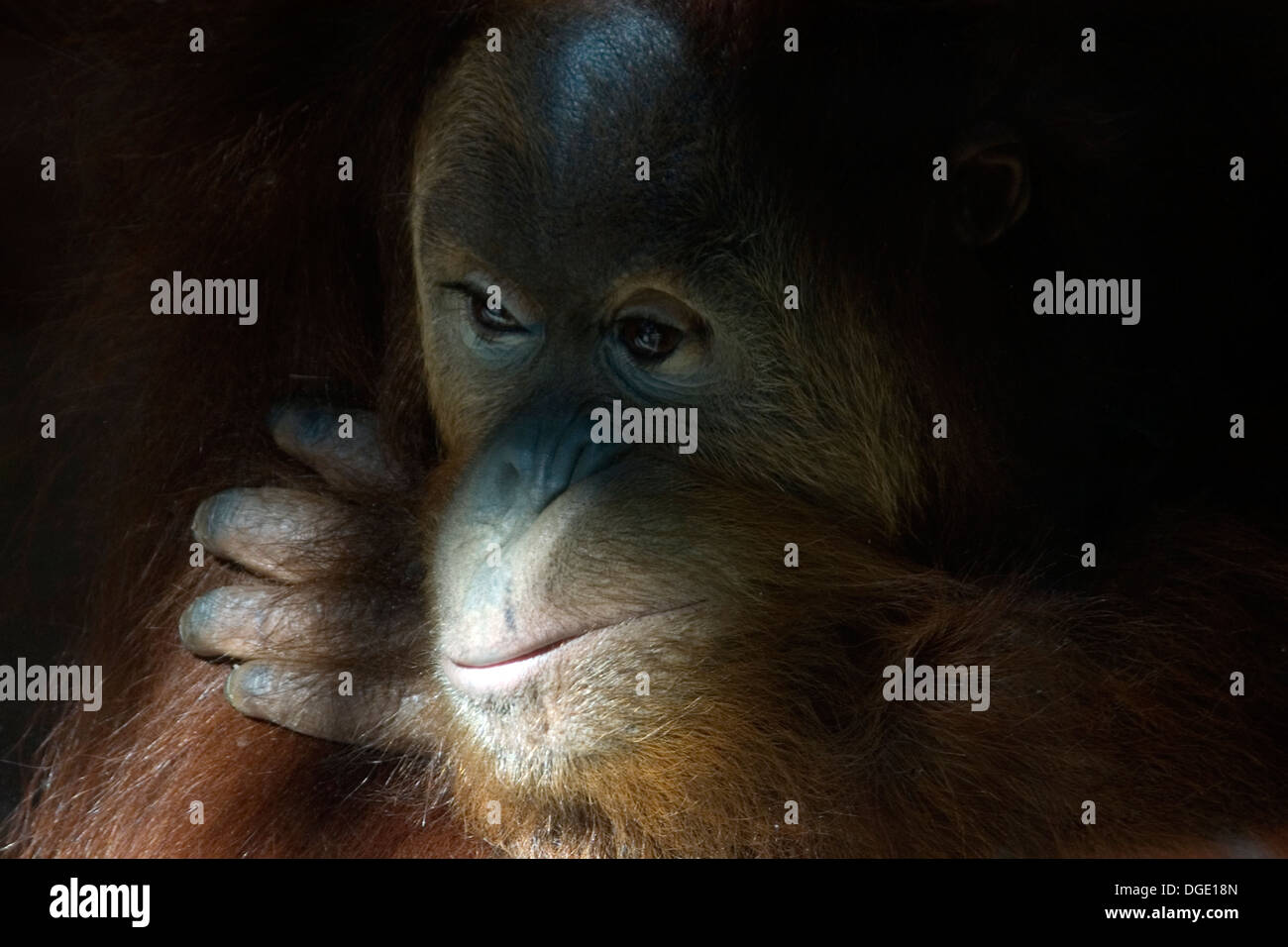 Denken, Orang-Utan, Pongo SP., gefährdete Arten, in Gefangenschaft, Zoo von Buenos Aires, Buenos Aires, Argentinien Stockfoto