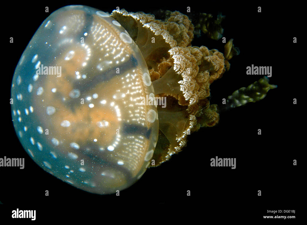 Quallen Mastigias SP., Palau, Mikronesien. Stockfoto