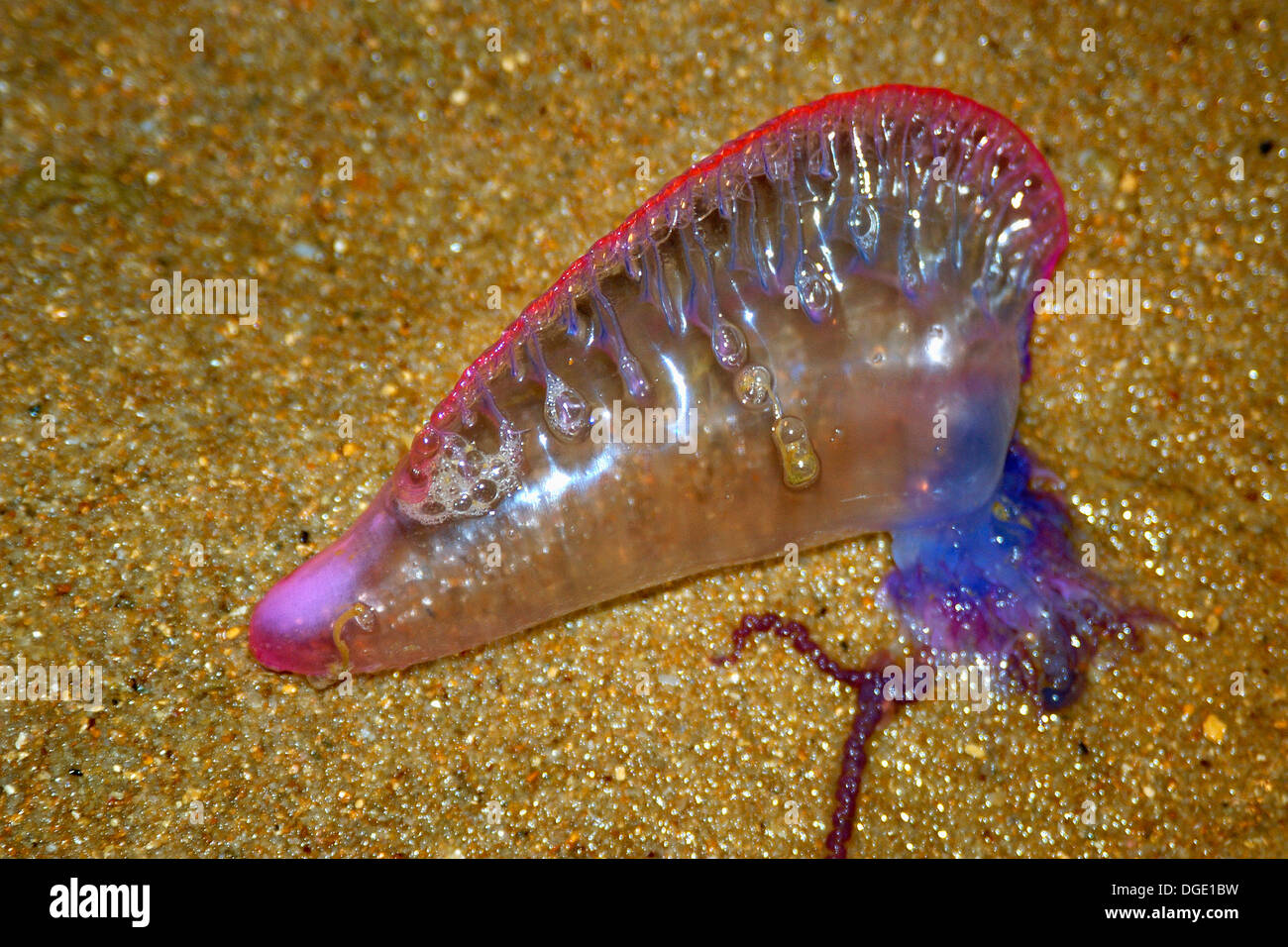 Gestrandeter Portugiesisch Kriegsschiff, Physalia Physalis, Praia Do Forte, Bahia, Brasilien (Südatlantik). Stockfoto