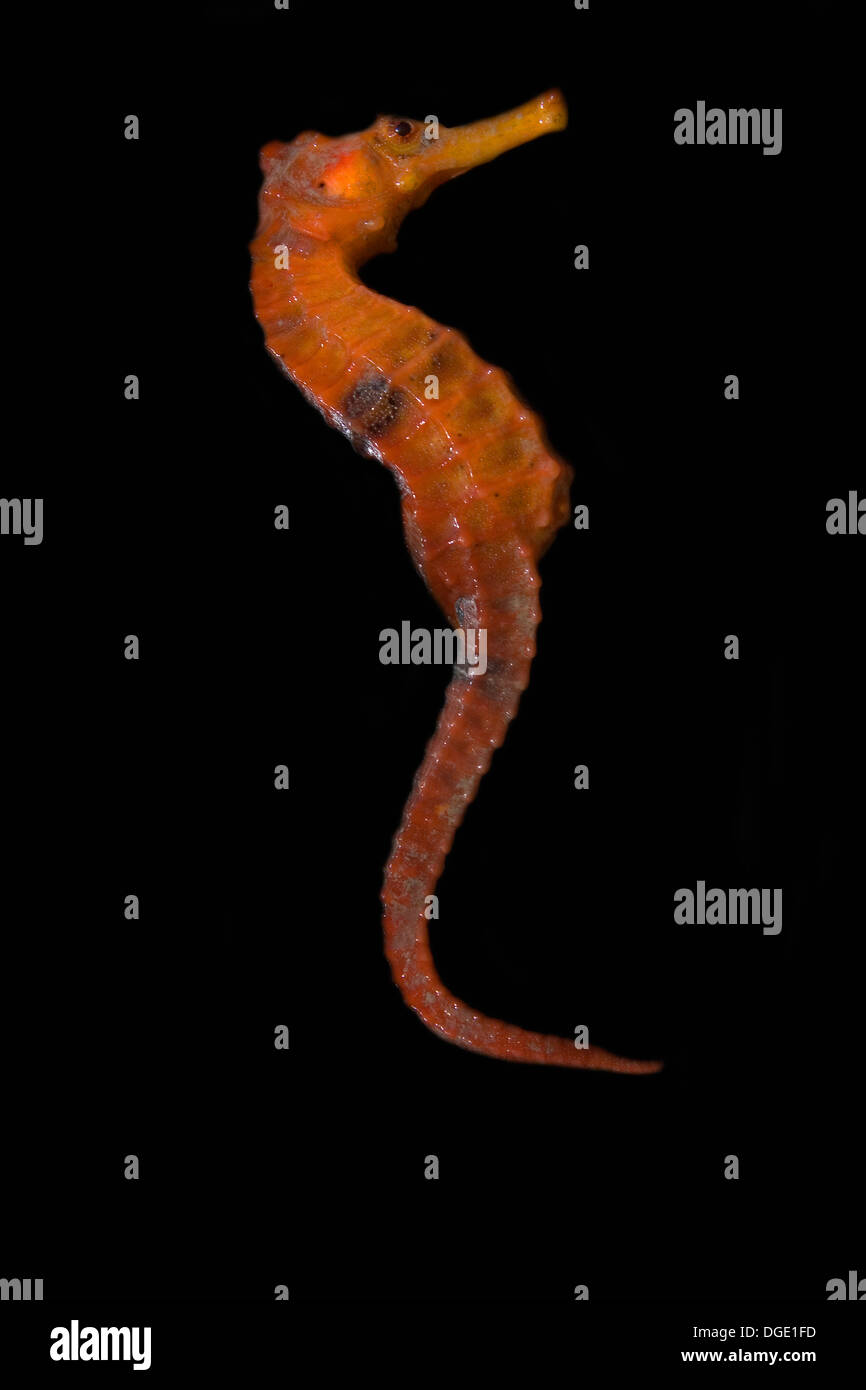 Longsnout Seepferdchen, Hippocampus Reidi, entsprechende River, Jericoacoara, Ceará, Brasilien Stockfoto